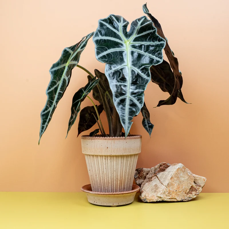 ALOCASIA AMAZONICA