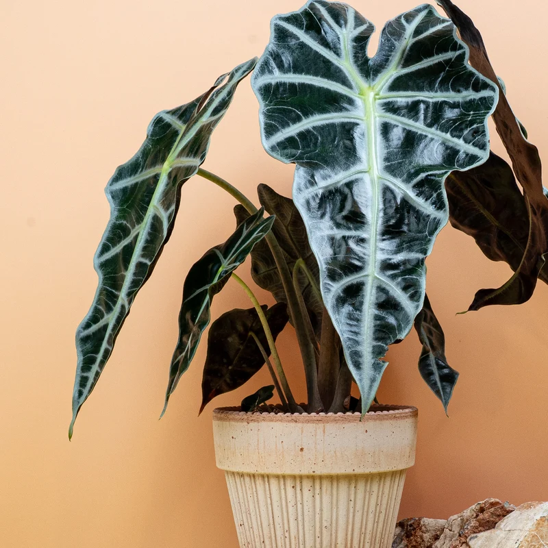 ALOCASIA AMAZONICA