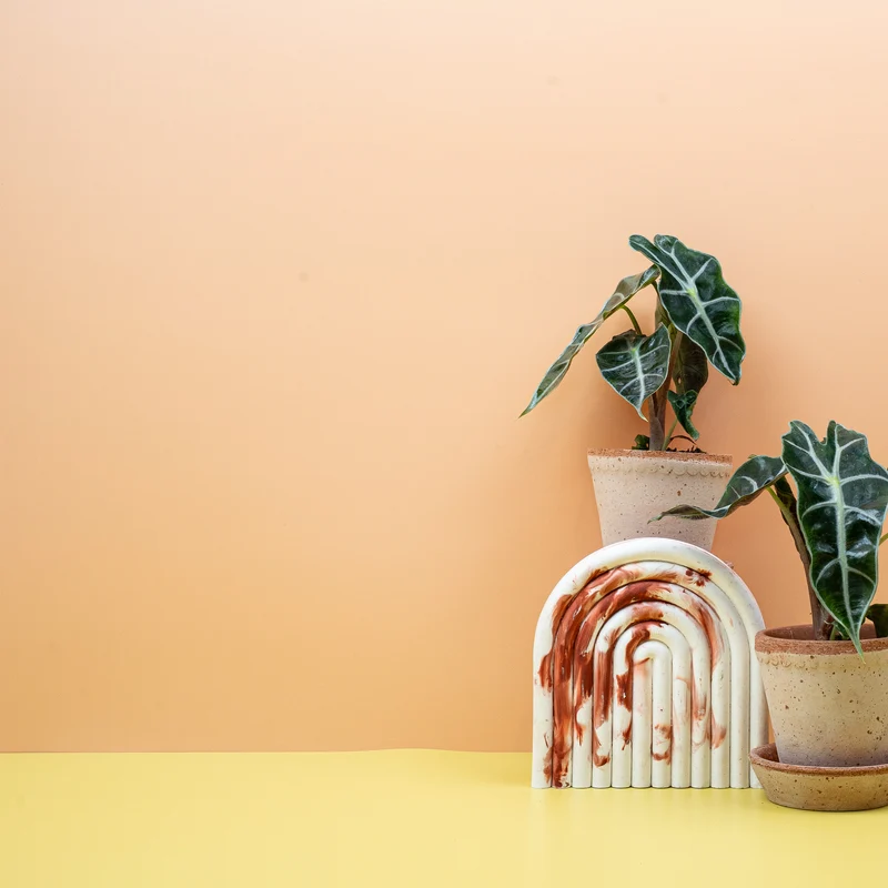 ALOCASIA AMAZONICA