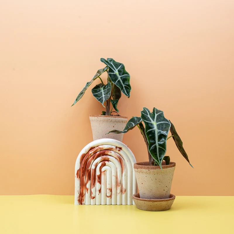 ALOCASIA AMAZONICA