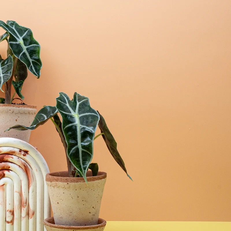 ALOCASIA AMAZONICA