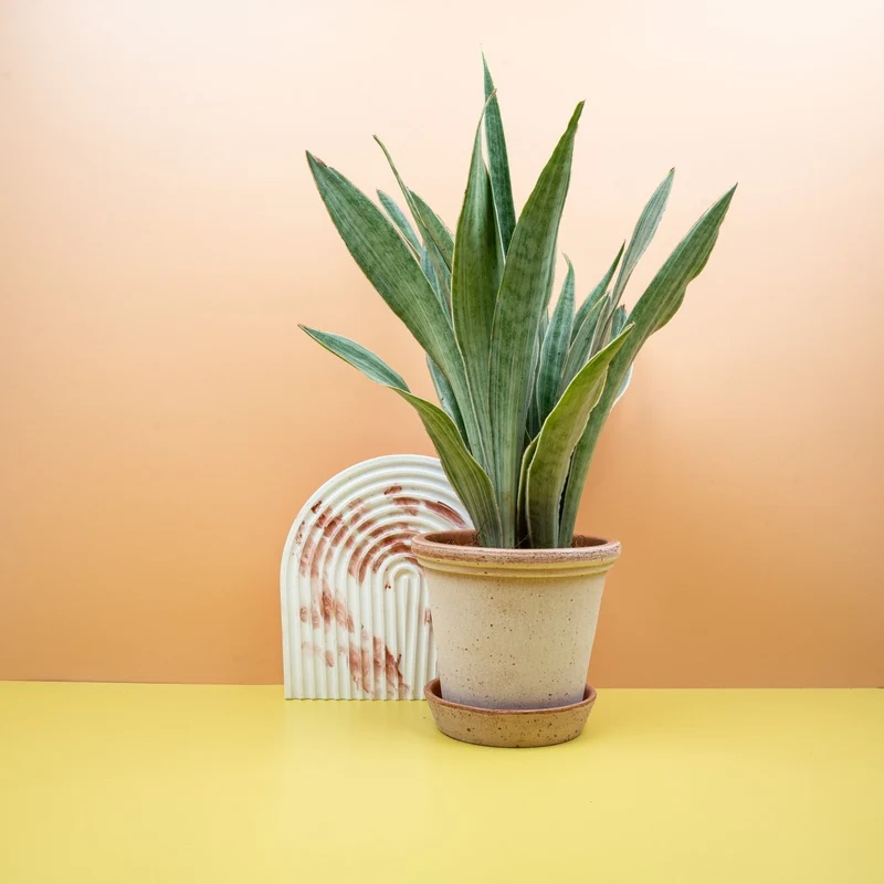 SANSEVIERIA METALLICA