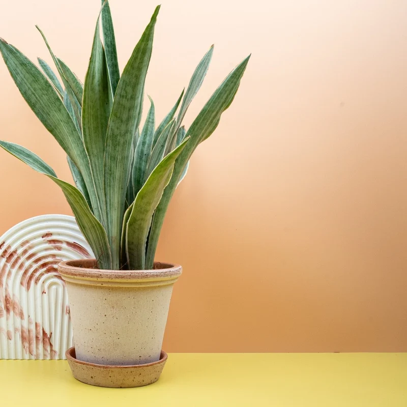 SANSEVIERIA METALLICA