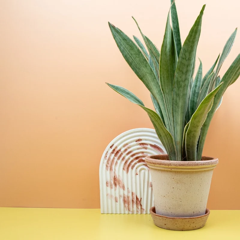SANSEVIERIA METALLICA