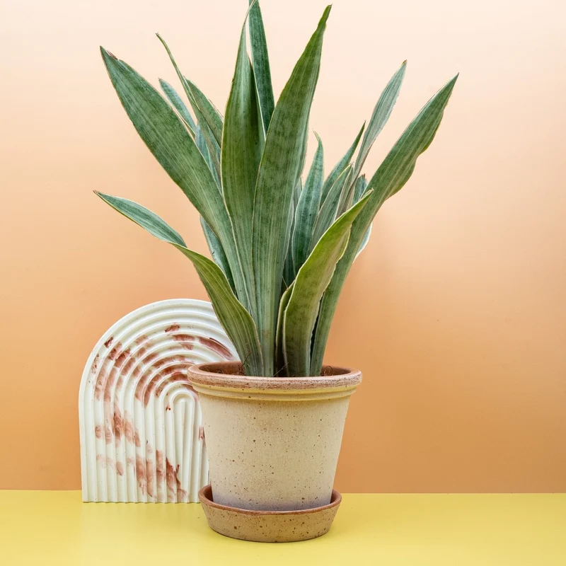 SANSEVIERIA METALLICA