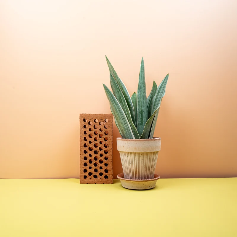 SANSEVIERIA METALLICA