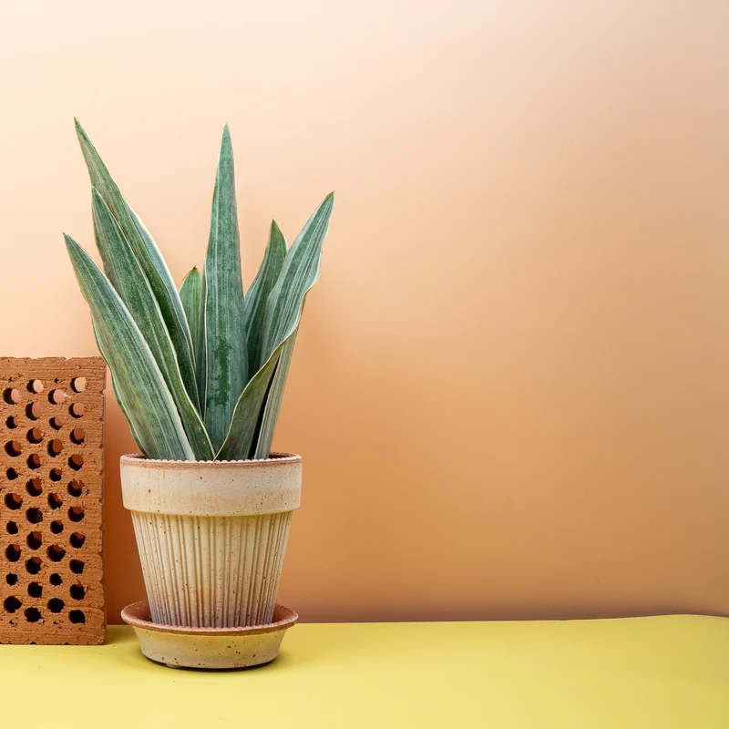 SANSEVIERIA METALLICA