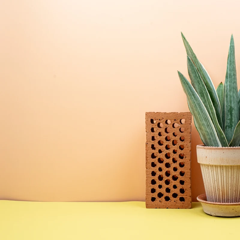 SANSEVIERIA METALLICA