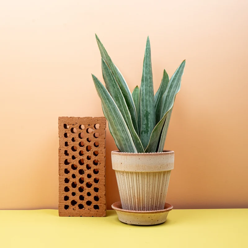 SANSEVIERIA METALLICA