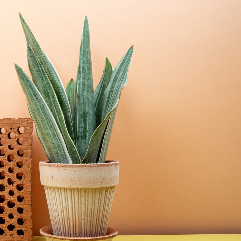 SANSEVIERIA METALLICA
