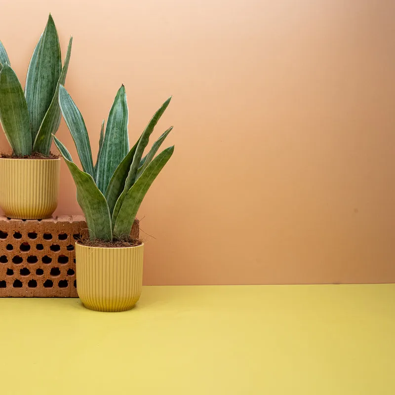 SANSEVIERIA METALLICA