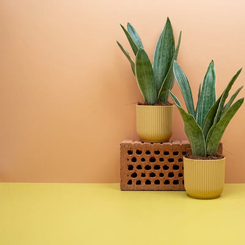 SANSEVIERIA METALLICA