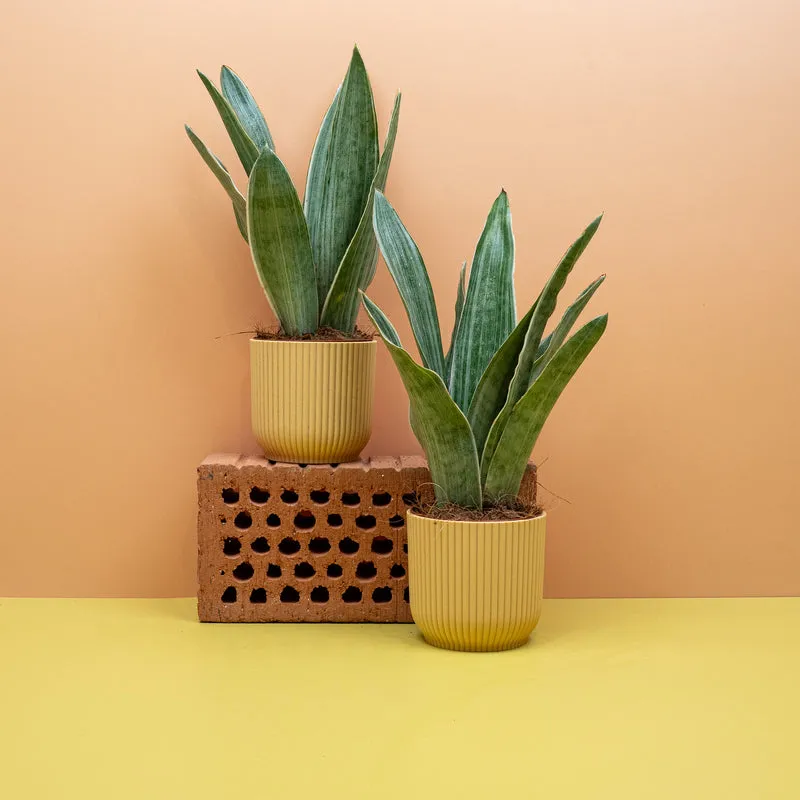 SANSEVIERIA METALLICA