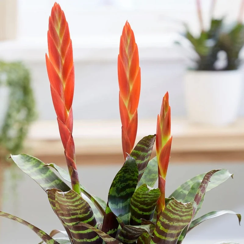 Vriesea 'Era'