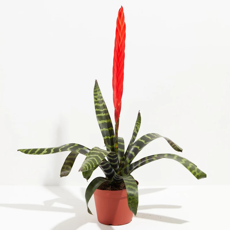 Vriesea 'Era'