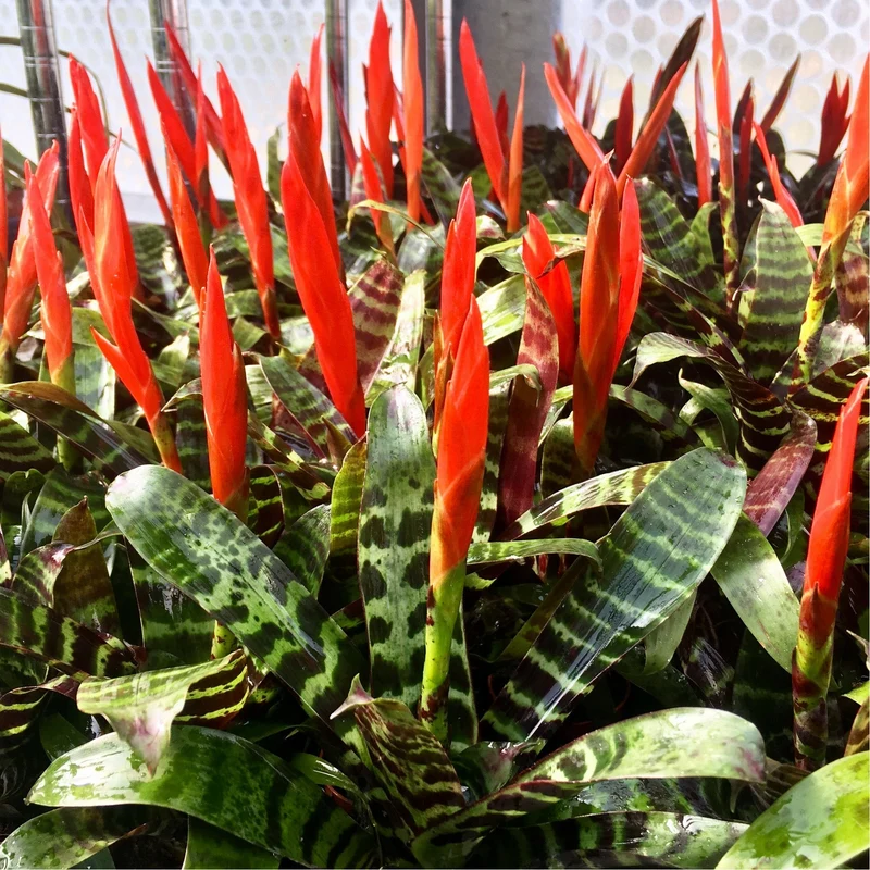 Vriesea 'Era'