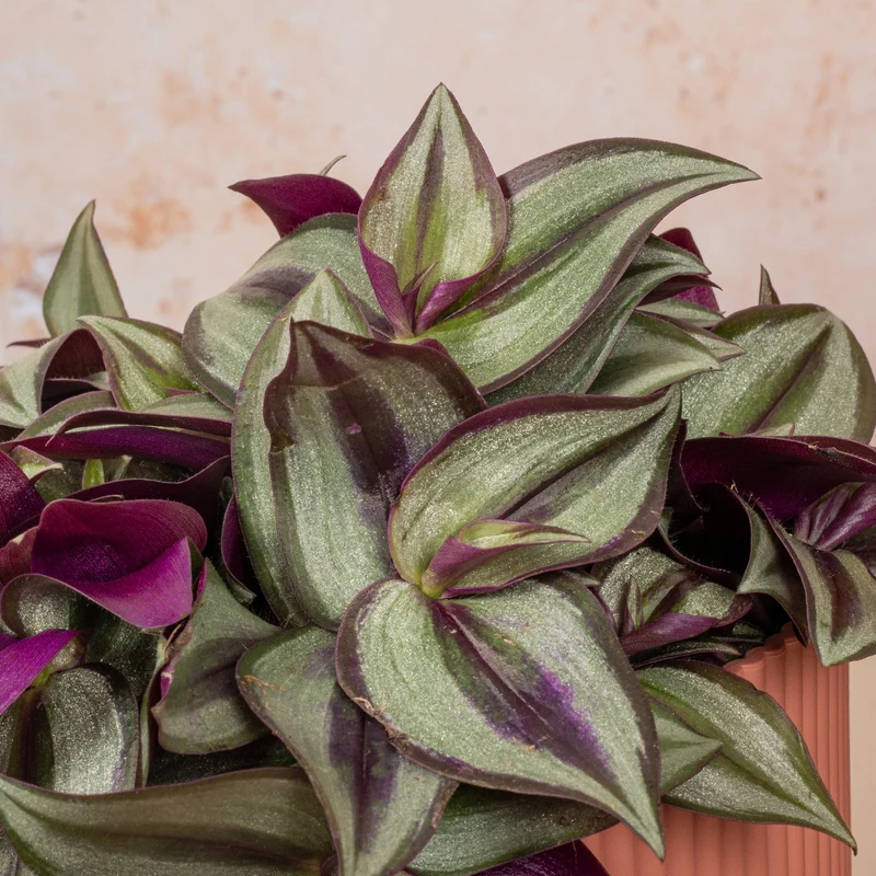 Tradescantia zebrina