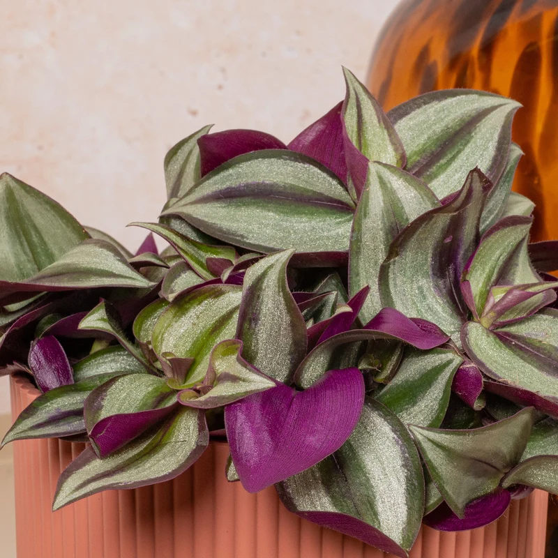 Tradescantia zebrina