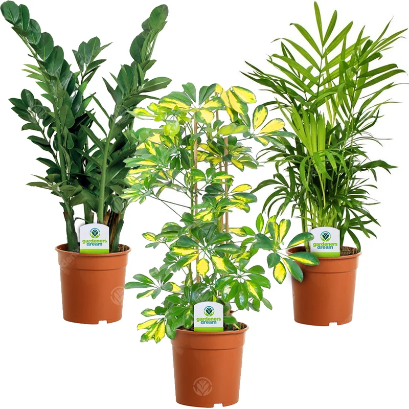 Unique Foliage Zimmerpflanze Bundle