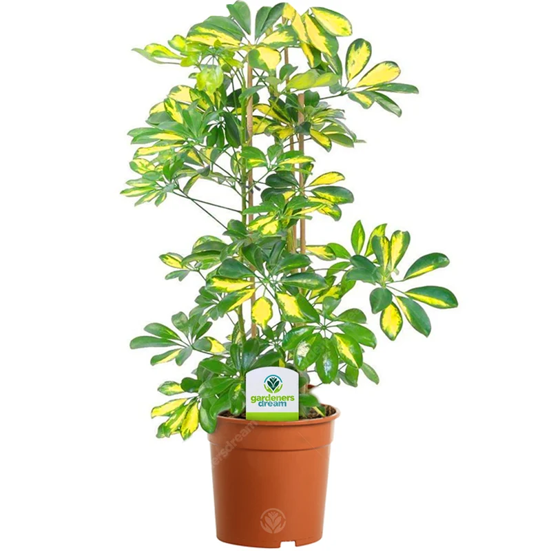 Unique Foliage Zimmerpflanze Bundle