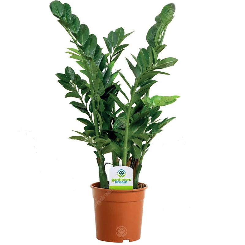 Unique Foliage Zimmerpflanze Bundle