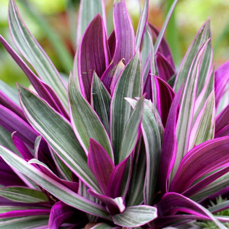 Tradescantia 'Sitara'