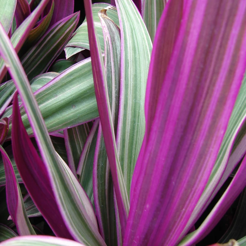 Tradescantia 'Sitara'