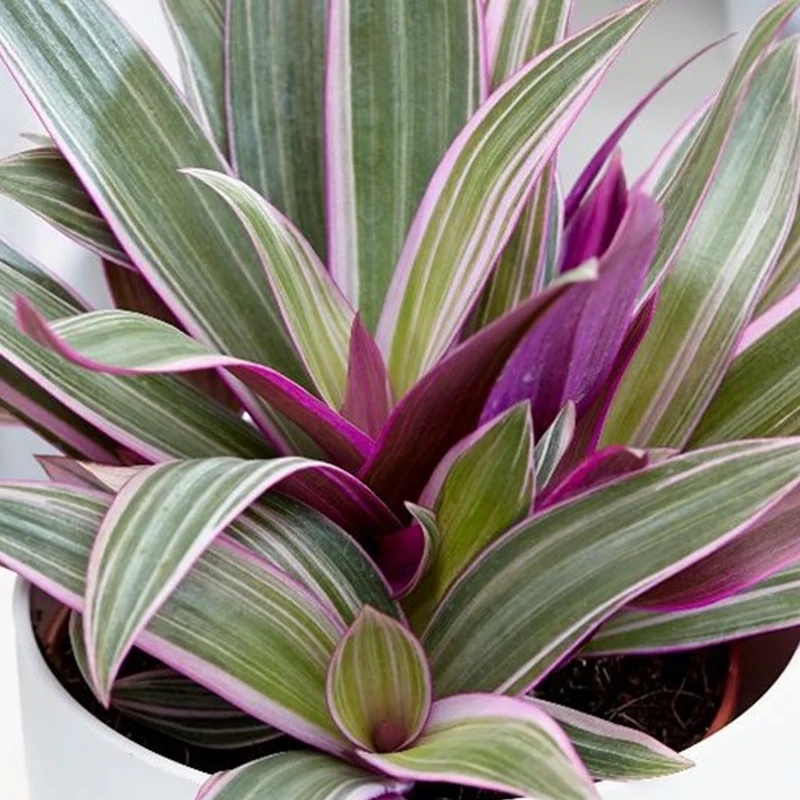 Tradescantia 'Sitara'