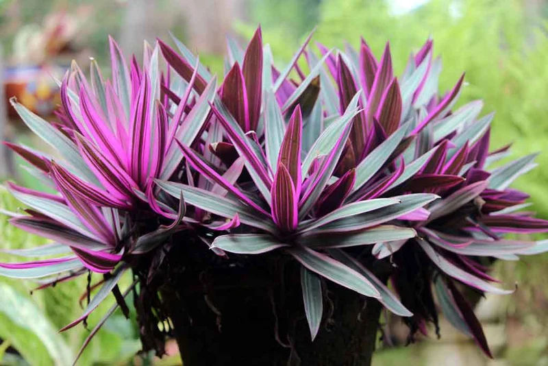 Tradescantia 'Sitara Purple Inch'