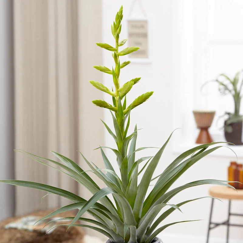 Tillandsia oerstediana
