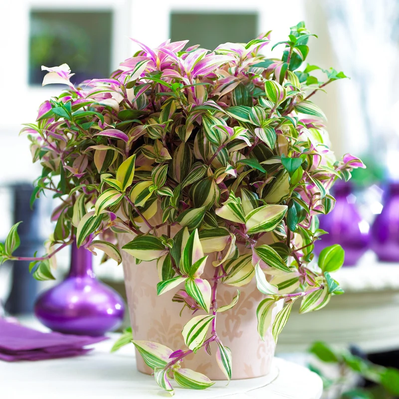 Tradescantia 'Quadricolor'