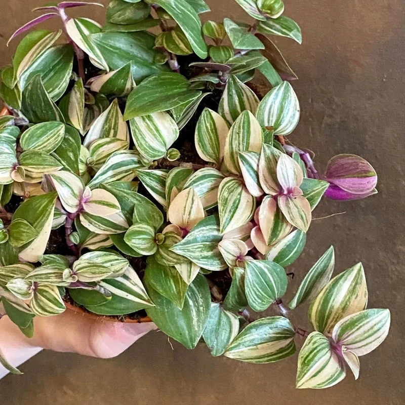 Tradescantia 'Quadricolor'