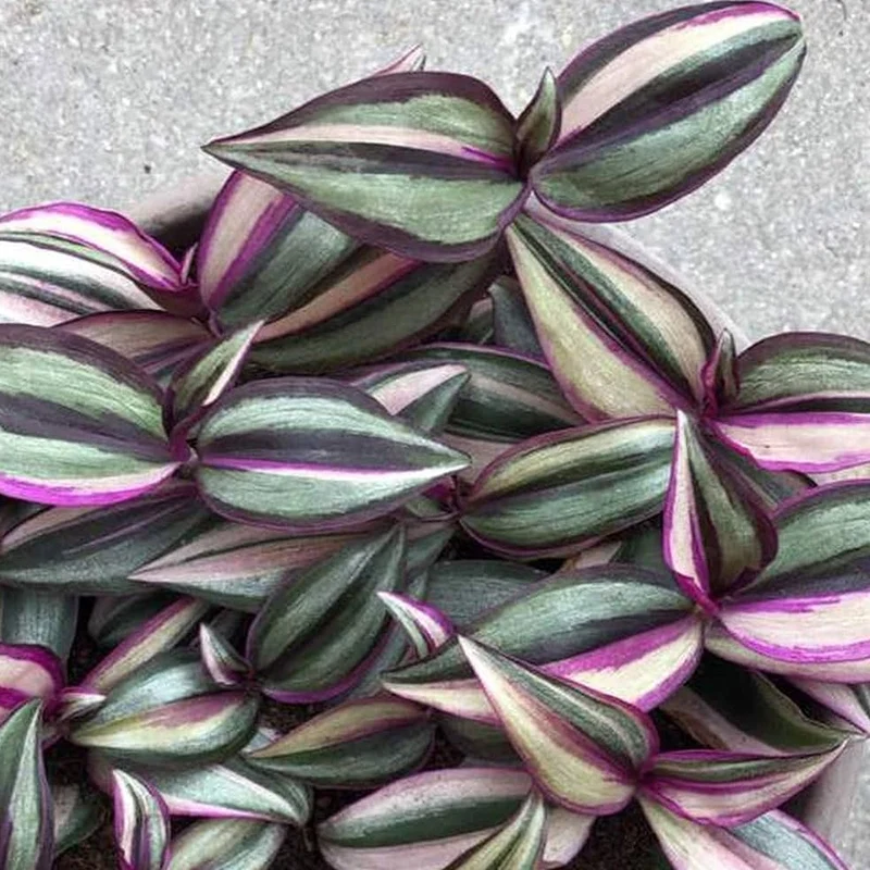 Tradescantia 'Quadricolor'