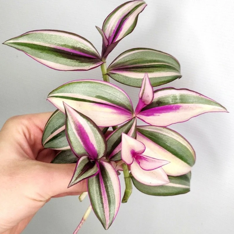 Tradescantia 'Quadricolor'