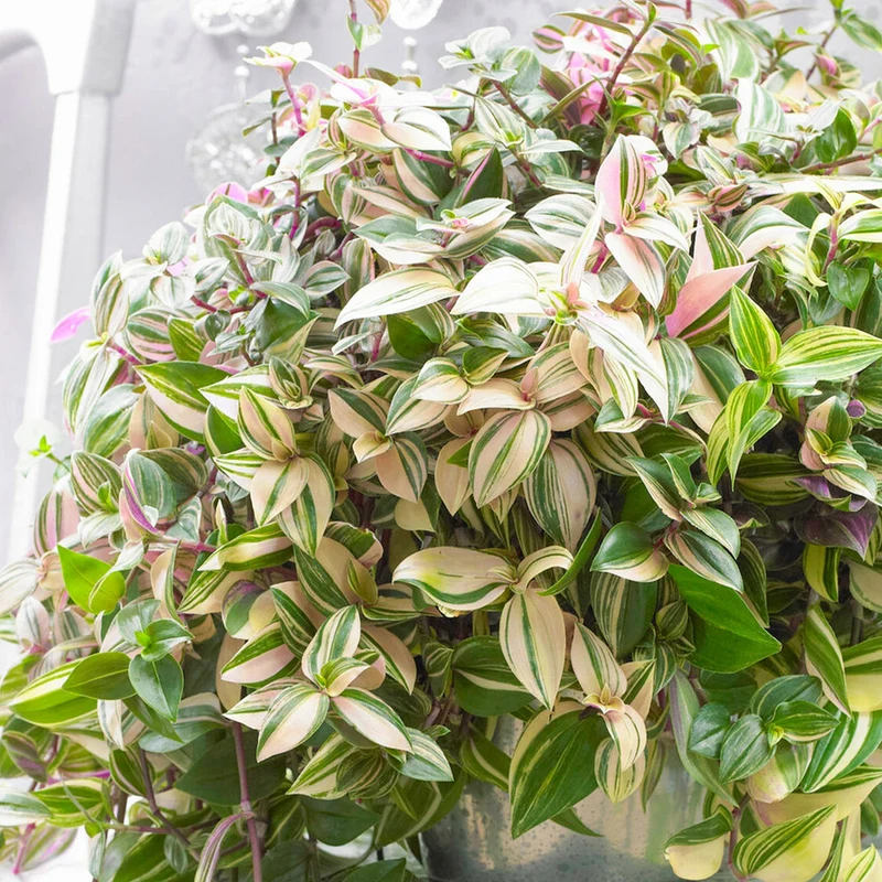 Tradescantia 'Quadricolor'
