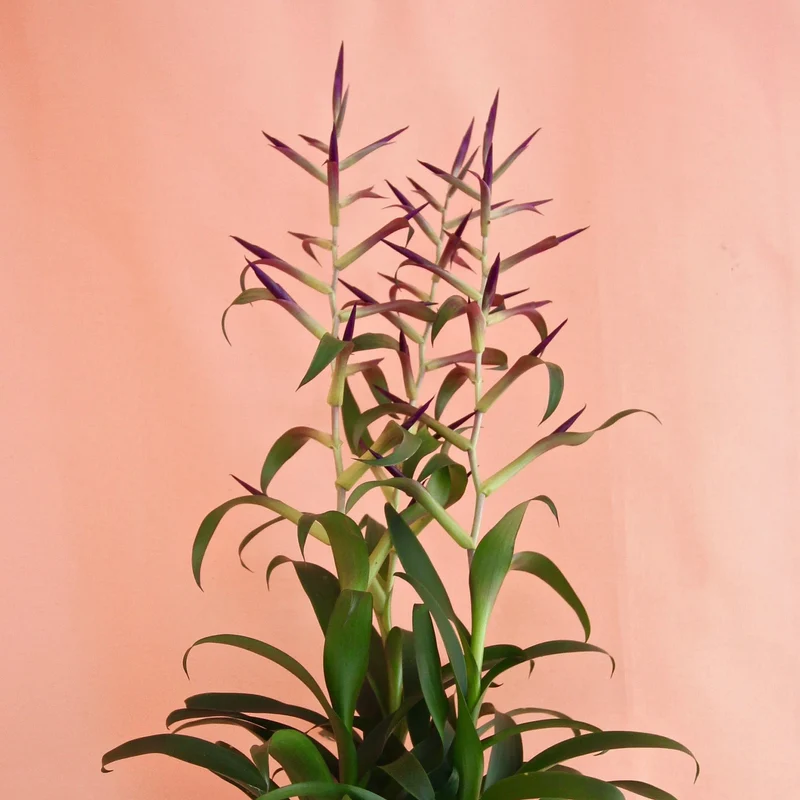 Tillandsia 'Mora'