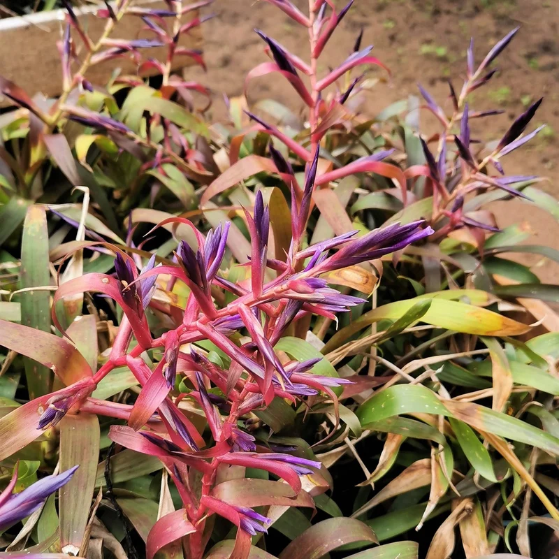 Tillandsia 'Mora'