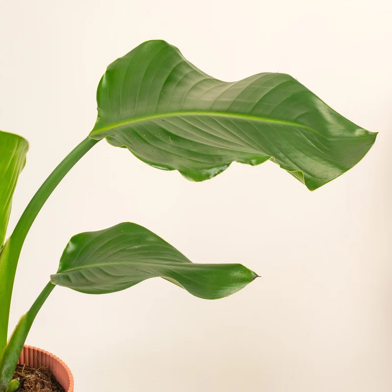 Strelitzia nicolai