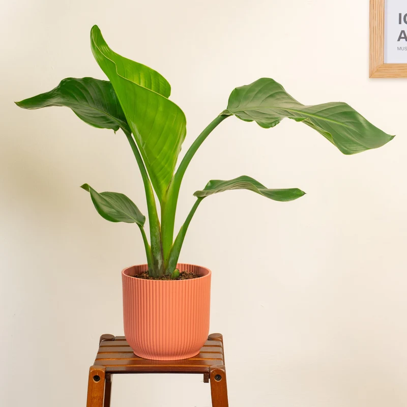 Strelitzia nicolai