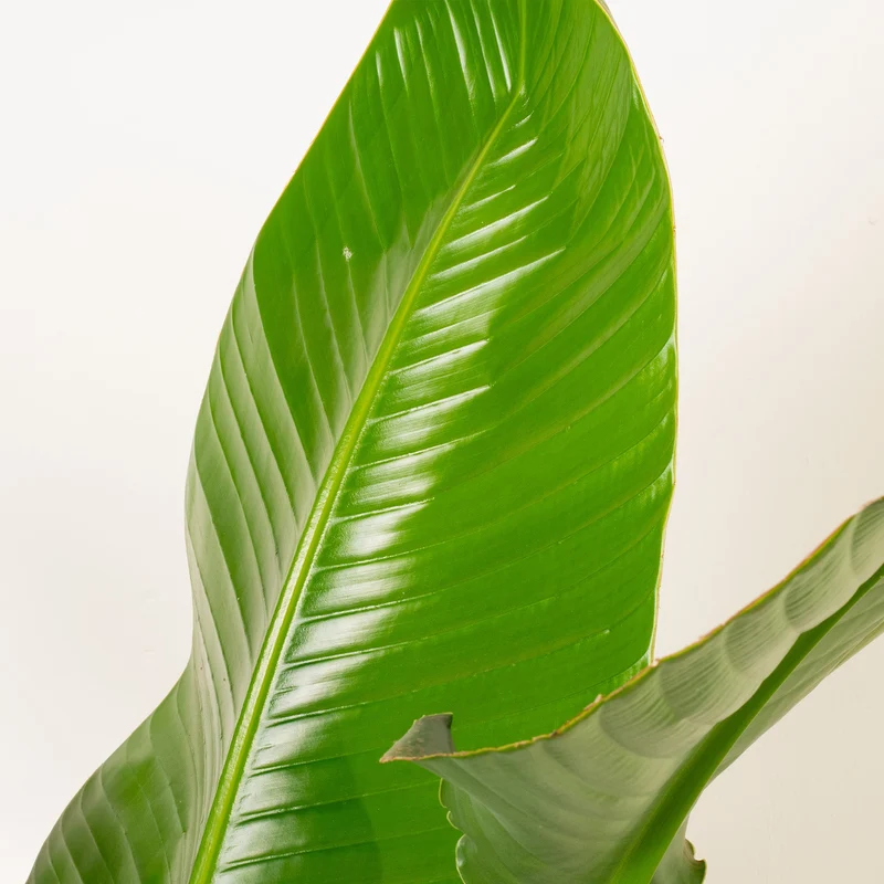 Strelitzia nicolai