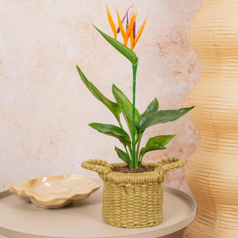 Strelitzia reginae