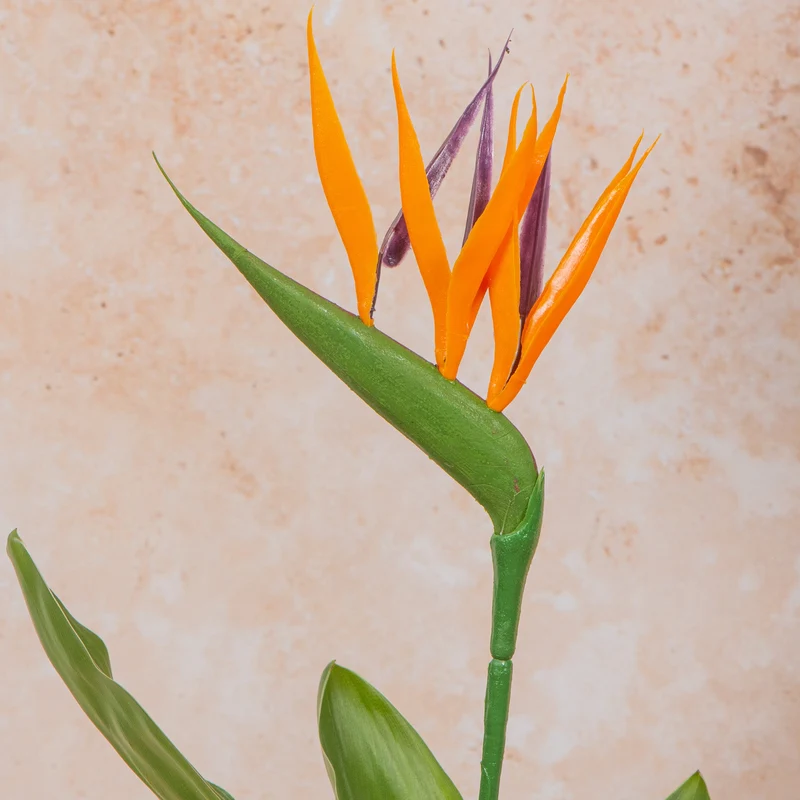 Strelitzia reginae