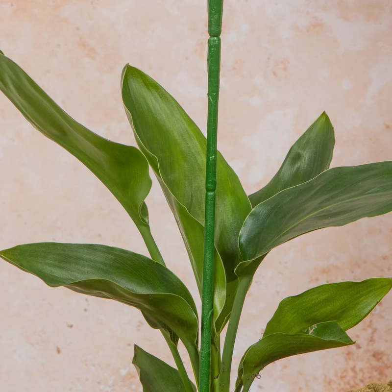 Strelitzia reginae