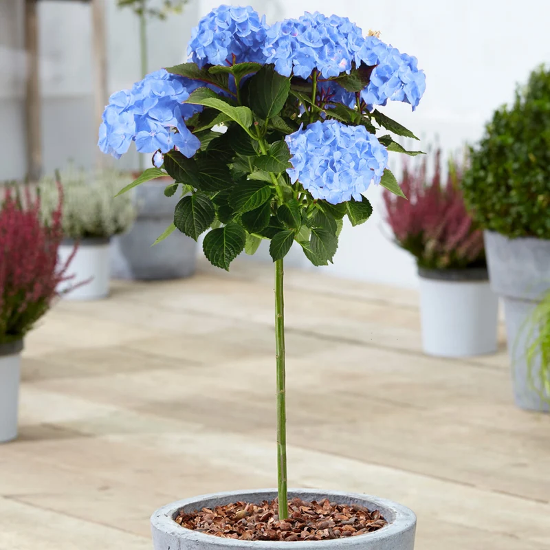 Blaue Hortensie macrophylla Terrassenbaum