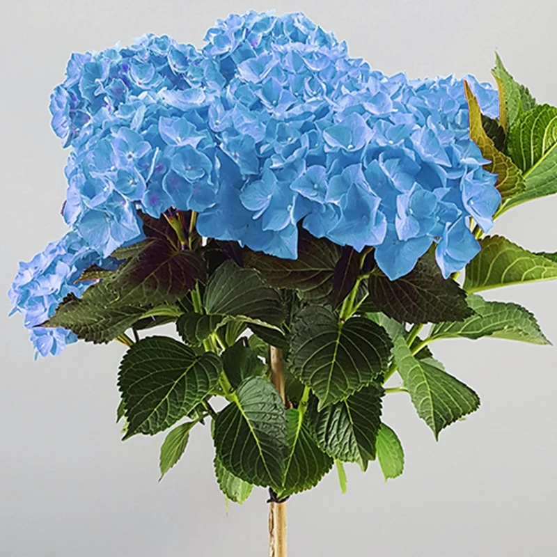 Blaue Hortensie macrophylla Terrassenbaum
