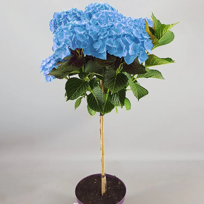 Blaue Hortensie macrophylla Terrassenbaum