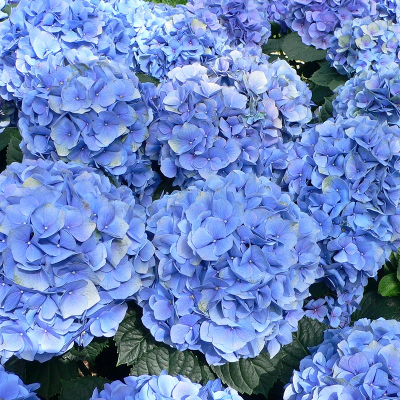 Blaue Hortensie macrophylla Terrassenbaum