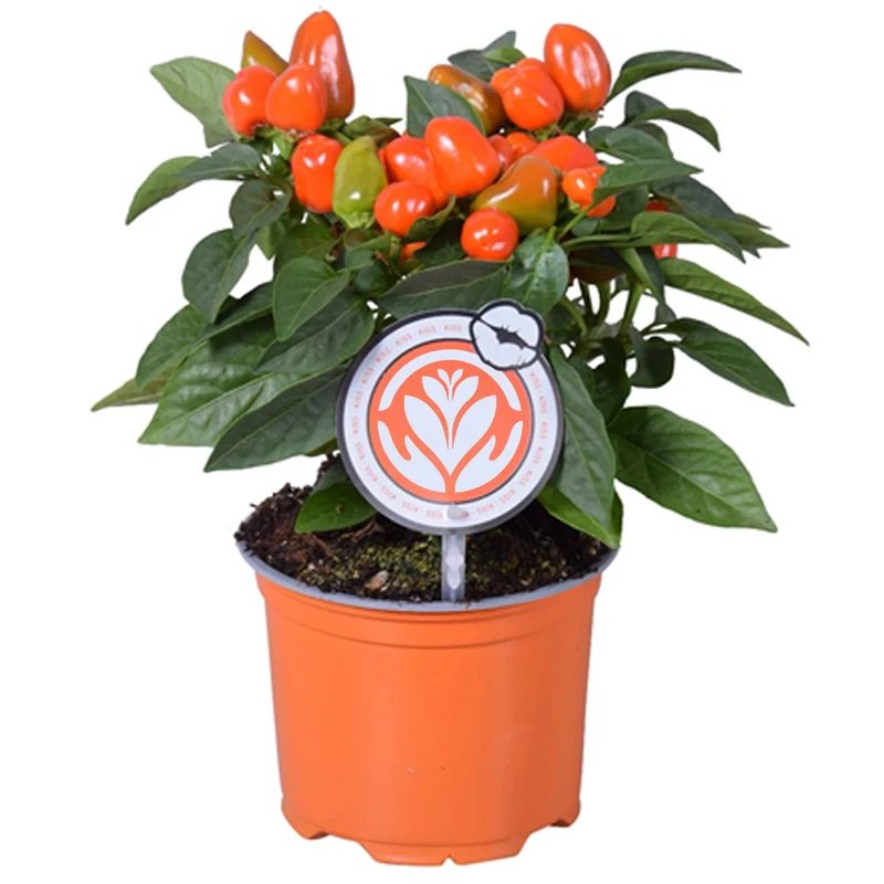 Orange Capsicum annuum