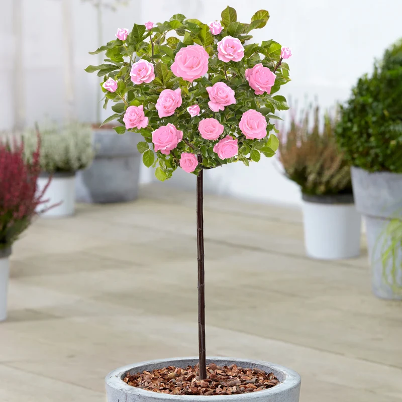 Rosa Topfrose auf Standardstiel