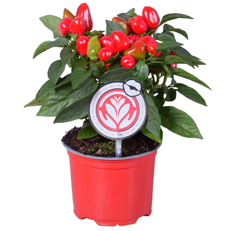 Rote Paprika (Capsicum annuum)